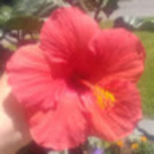 Meet your Posher, Joan